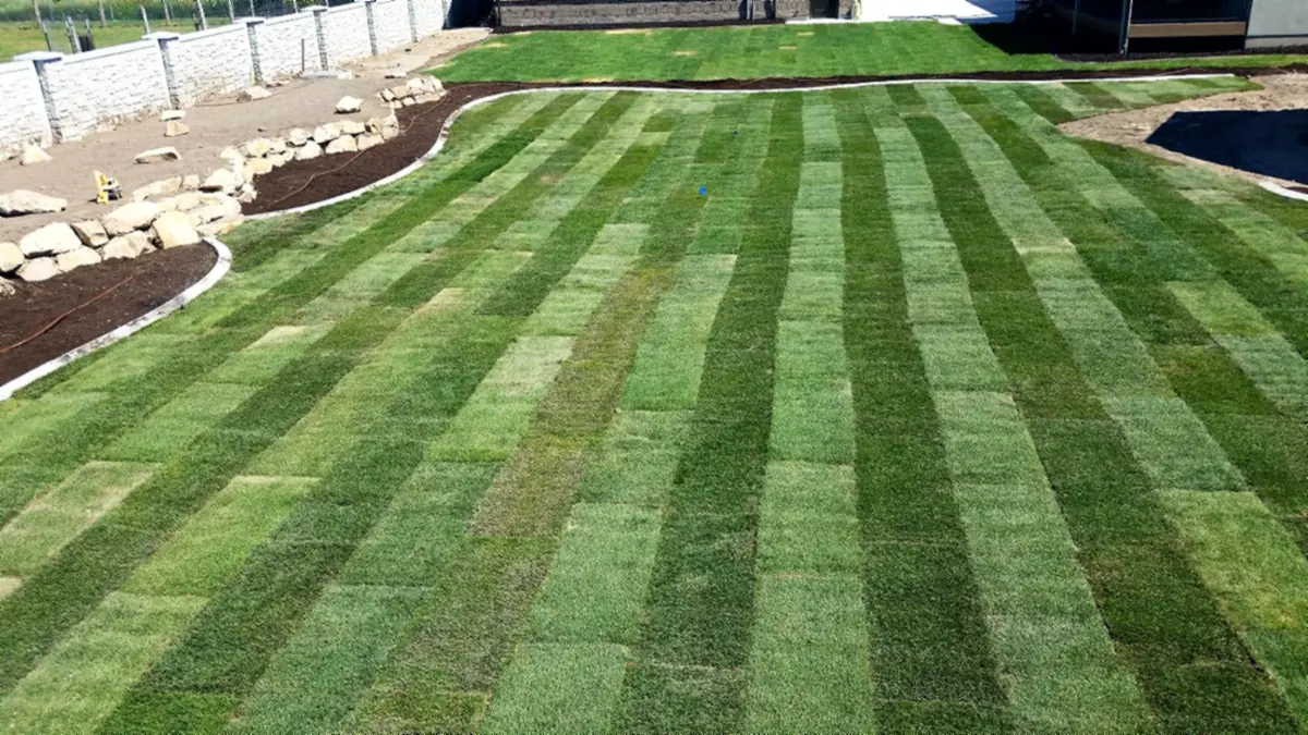 Fresh sod with curved beds