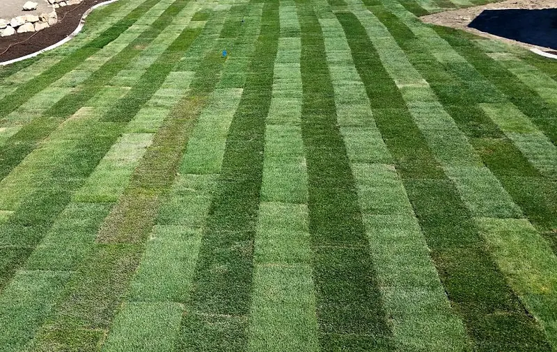 New sod lawn