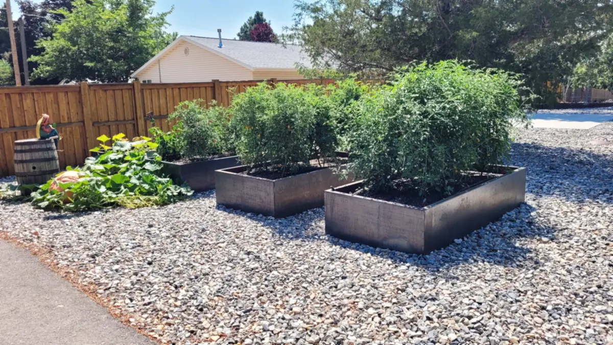 Steel garden beds in summer